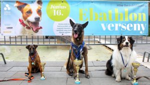 Fotó: Allee Bevásárlóközpont
